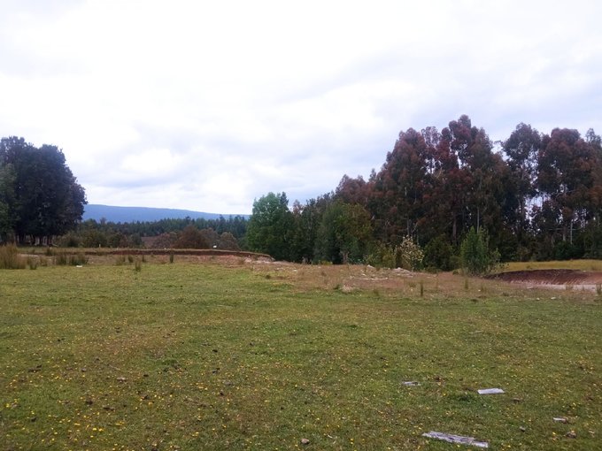 Lote 4