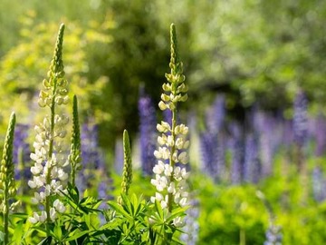 Venta / Terreno / Aysén