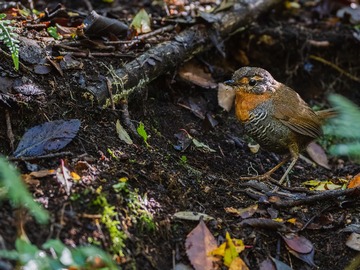 Venta / Terreno / Aysén