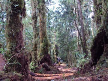 Venta / Terreno / Aysén
