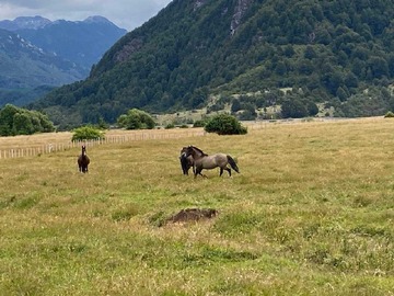 Venta / Terreno / Aysén
