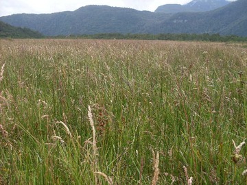 Venta / Terreno / Aysén