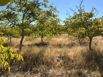 Venta / Terreno / Bulnes