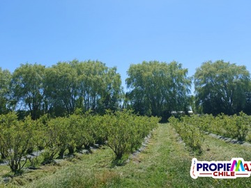 Venta / Terreno / Bulnes