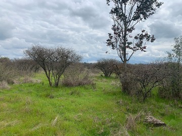 Venta / Terreno / Bulnes