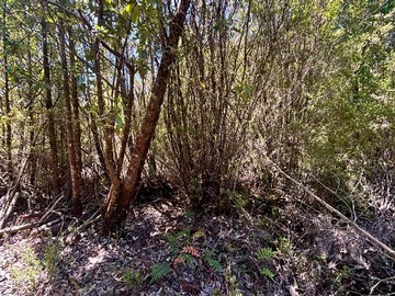 Venta / Terreno / Calbuco