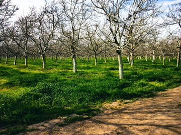 Venta / Terreno / Calera de Tango