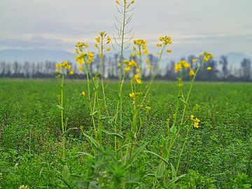 Venta / Terreno / Calera de Tango