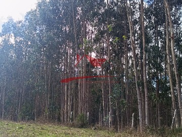 Imagen 7