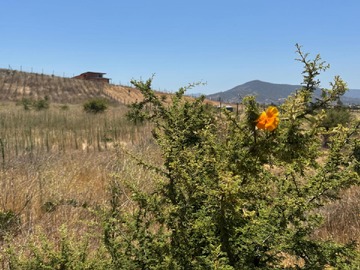 Venta / Terreno / Casablanca