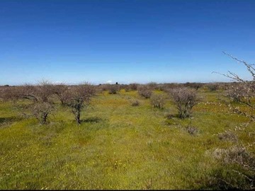 Venta / Terreno / Cauquenes