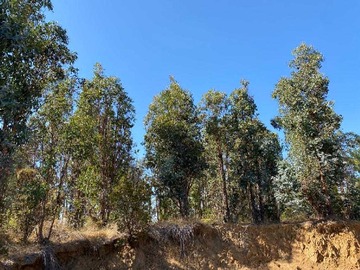 Venta / Terreno / Cauquenes