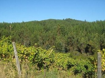 Venta / Terreno / Cauquenes