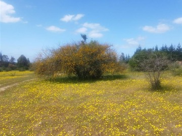 Venta / Terreno / Cauquenes