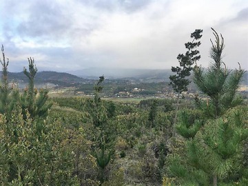 Venta / Terreno / Cauquenes