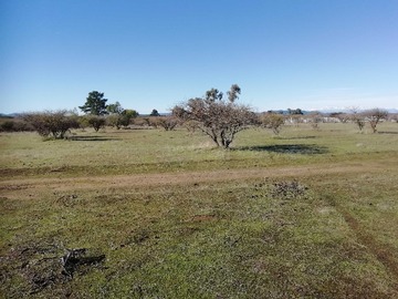 Venta / Terreno / Cauquenes