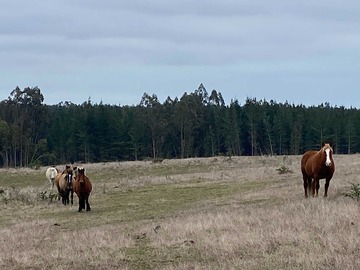 Venta / Terreno / Chanco