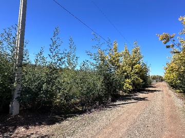 Venta / Terreno / Chillán Viejo