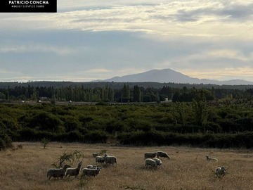 Venta / Terreno / Chillán Viejo