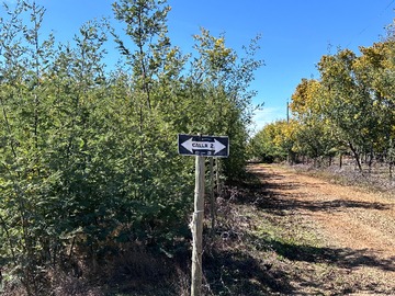 Venta / Terreno / Chillán Viejo