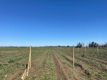 Venta / Terreno / Chillán