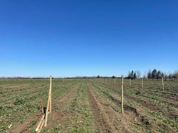 Venta / Terreno / Chillán