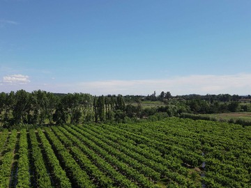 Venta / Terreno / Chillán