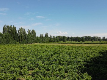 Venta / Terreno / Chillán
