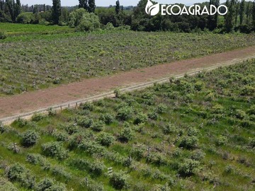 Venta / Terreno / Chillán