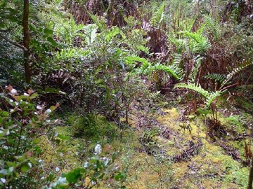 Imagen 4