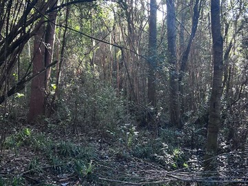 Venta / Terreno / Chonchi