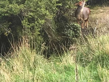 Venta / Terreno / Chonchi