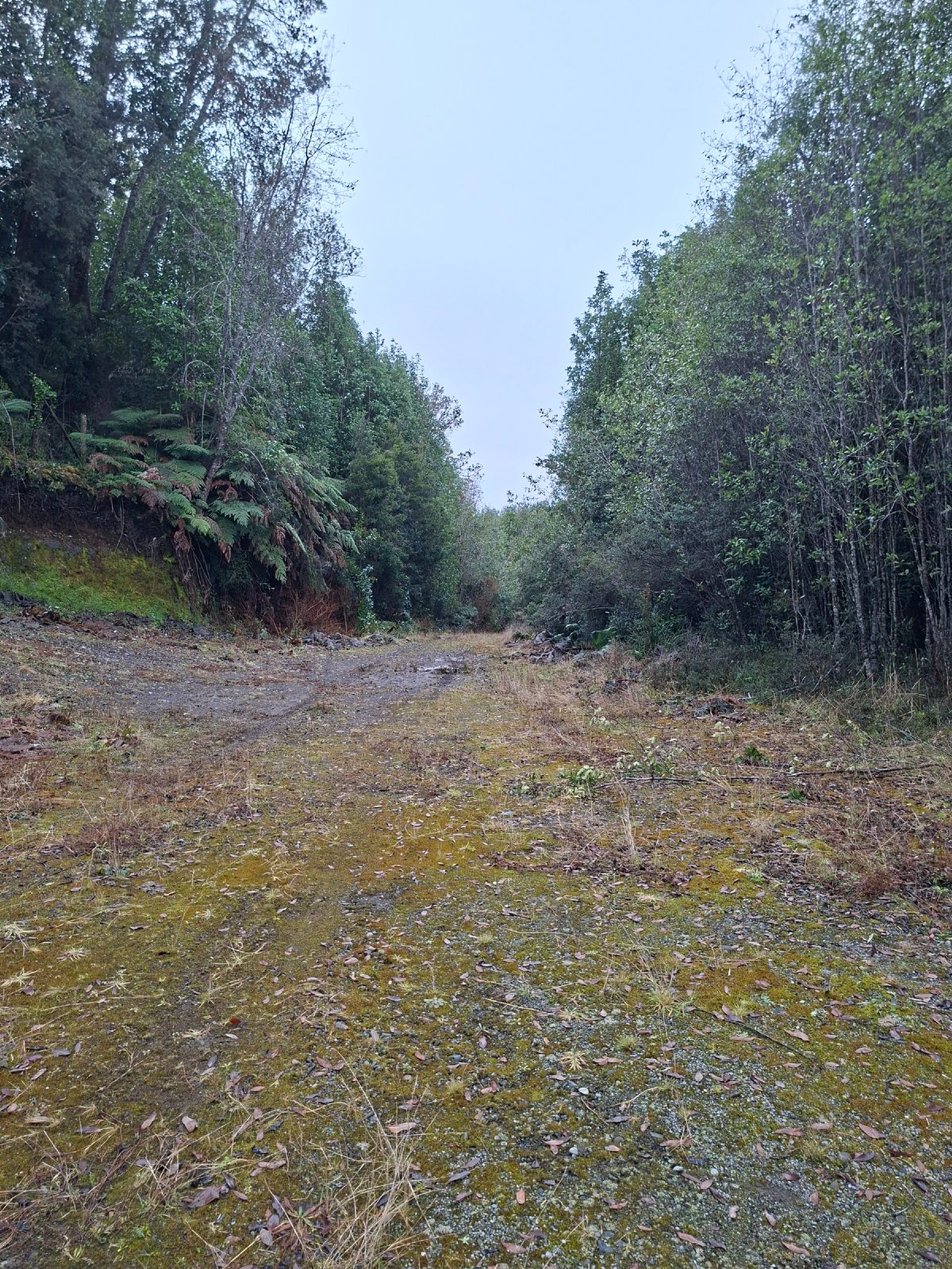 Camino Parcela P80