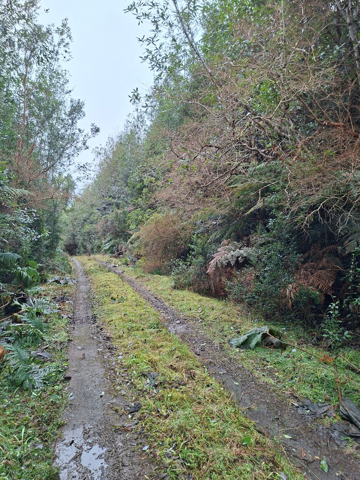 Camino acceso parcela
