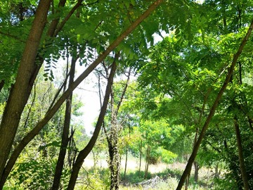 Venta / Terreno / Coihueco