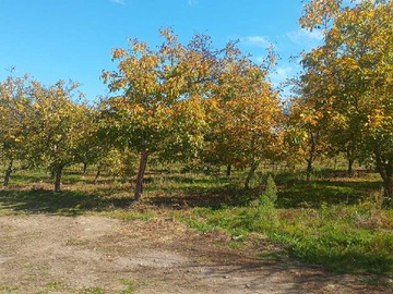 Venta / Terreno / Colbún