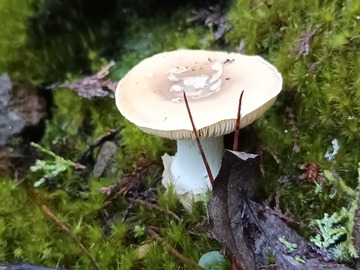 Venta / Terreno / Colbún