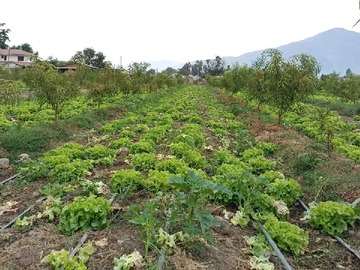 Venta / Terreno / Coltauco