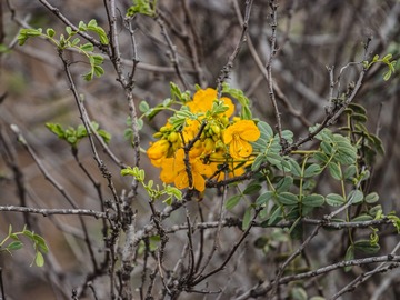 Venta / Terreno / Coquimbo