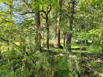 Venta / Terreno / Coyhaique