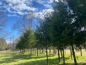 Venta / Terreno / Cunco