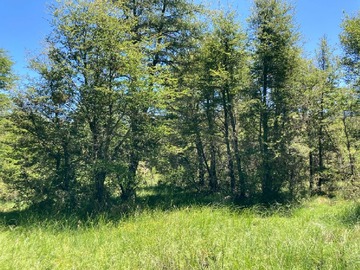 Venta / Terreno / Curacautín