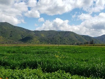 Venta / Terreno / Curacaví
