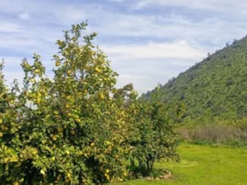 Venta / Terreno / Curacaví