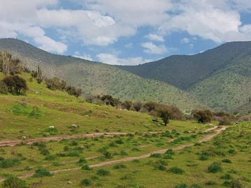 Venta / Terreno / Curacaví