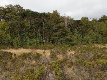 Venta / Terreno / Curanilahue