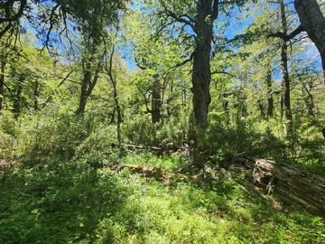 Venta / Terreno / Curarrehue