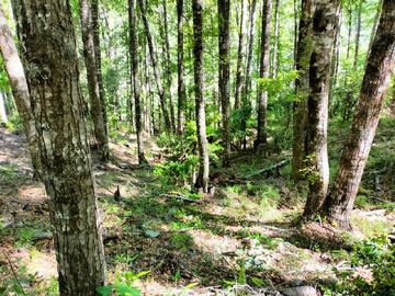 Venta / Terreno / Curarrehue