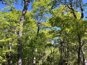 Venta / Terreno / Curicó
