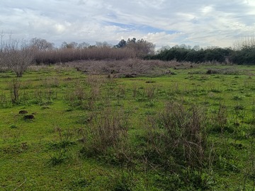 Venta / Terreno / Curicó